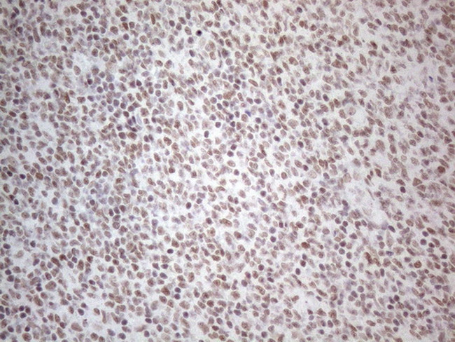 NR2C2 Antibody in Immunohistochemistry (Paraffin) (IHC (P))