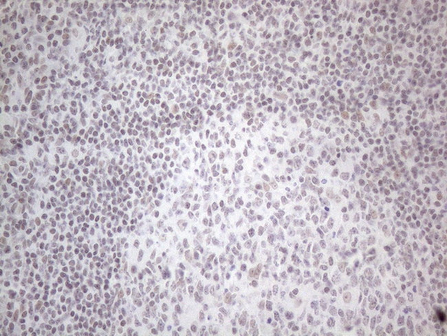 NR2C2 Antibody in Immunohistochemistry (Paraffin) (IHC (P))