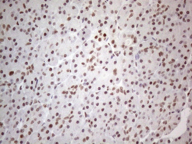 NR2C2 Antibody in Immunohistochemistry (Paraffin) (IHC (P))