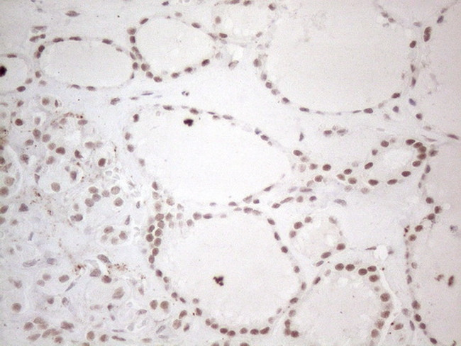 NR2C2 Antibody in Immunohistochemistry (Paraffin) (IHC (P))