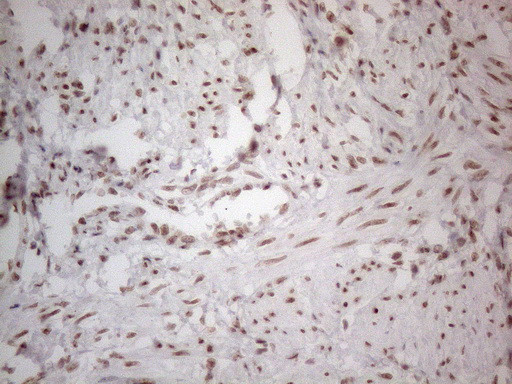 NR2C2 Antibody in Immunohistochemistry (Paraffin) (IHC (P))