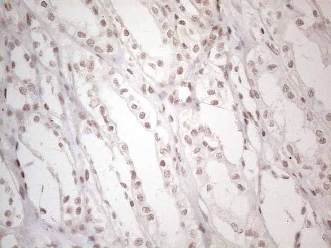 NR2C2 Antibody in Immunohistochemistry (Paraffin) (IHC (P))