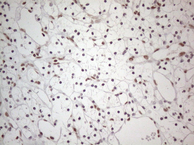 NR2C2 Antibody in Immunohistochemistry (Paraffin) (IHC (P))