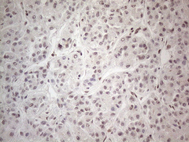 NR2C2 Antibody in Immunohistochemistry (Paraffin) (IHC (P))