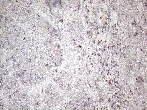 NR2C2 Antibody in Immunohistochemistry (Paraffin) (IHC (P))