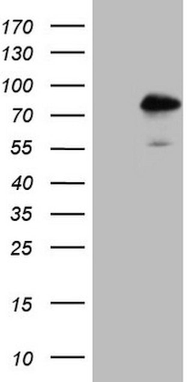 NR2C2 Antibody in Western Blot (WB)