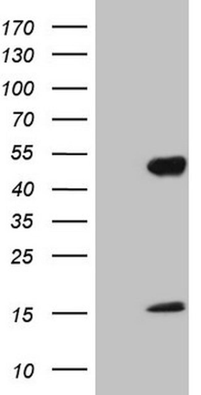 NR2E3 Antibody in Western Blot (WB)