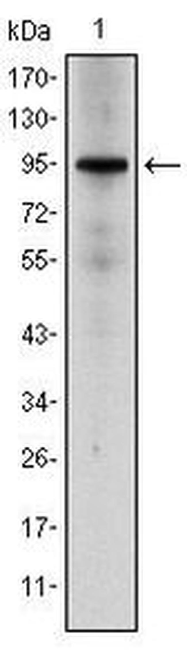 Glucocorticoid Receptor Antibody in Western Blot (WB)