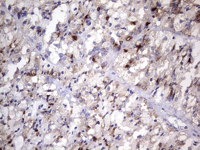 NR4A3 Antibody in Immunohistochemistry (Paraffin) (IHC (P))