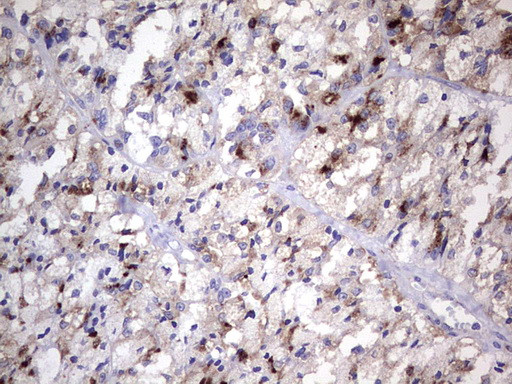 NR4A3 Antibody in Immunohistochemistry (Paraffin) (IHC (P))