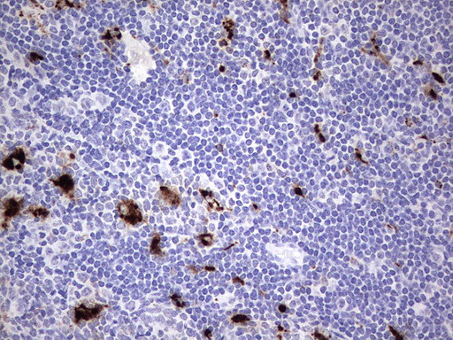 NR4A3 Antibody in Immunohistochemistry (Paraffin) (IHC (P))