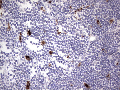 NR4A3 Antibody in Immunohistochemistry (Paraffin) (IHC (P))