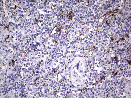 NR4A3 Antibody in Immunohistochemistry (Paraffin) (IHC (P))