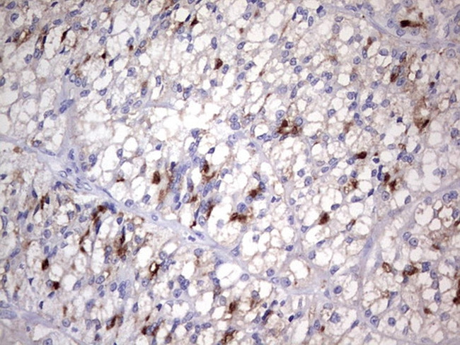 NR4A3 Antibody in Immunohistochemistry (Paraffin) (IHC (P))