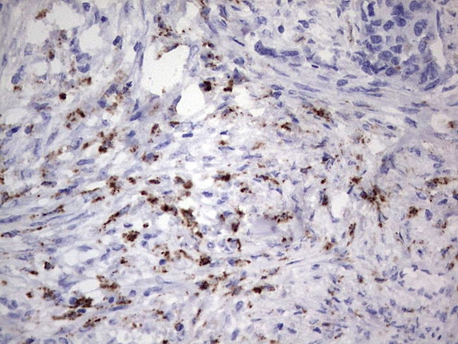 NR4A3 Antibody in Immunohistochemistry (Paraffin) (IHC (P))