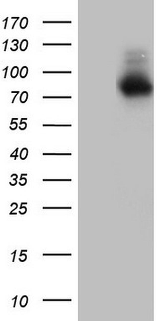 NR4A3 Antibody in Western Blot (WB)