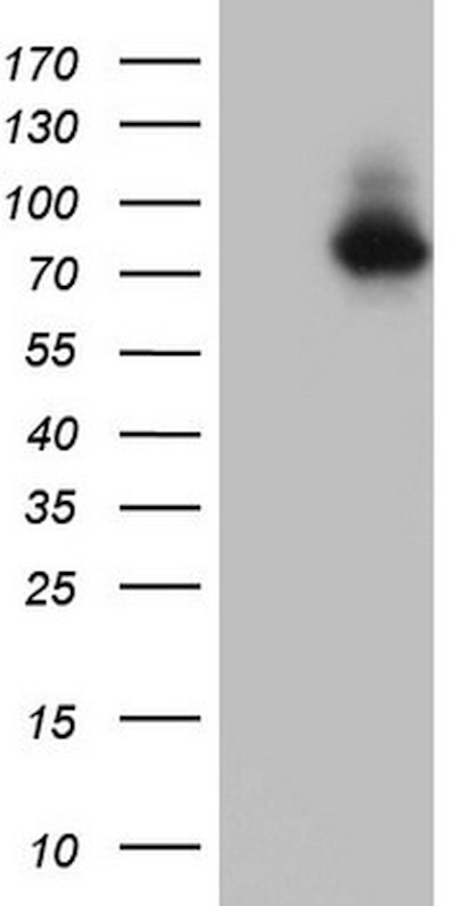 NR4A3 Antibody in Western Blot (WB)