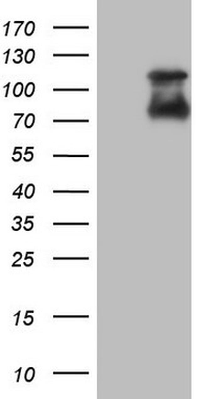 NR4A3 Antibody in Western Blot (WB)