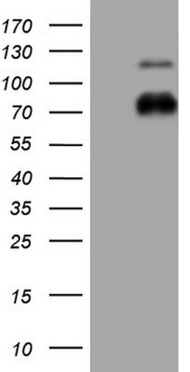 NR4A3 Antibody in Western Blot (WB)