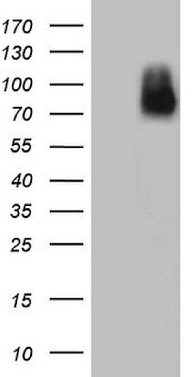 NR4A3 Antibody in Western Blot (WB)