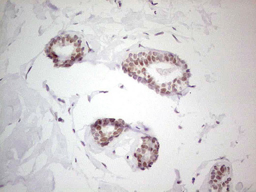 NR5A2 Antibody in Immunohistochemistry (Paraffin) (IHC (P))