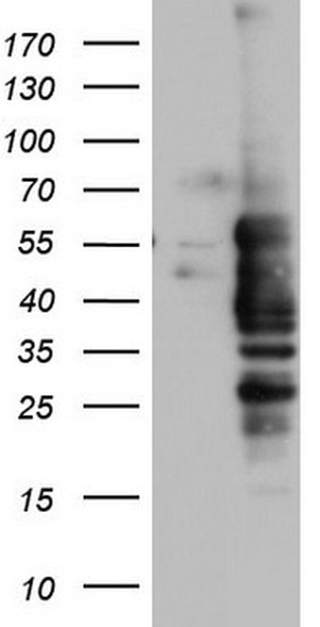 NRBF2 Antibody in Western Blot (WB)