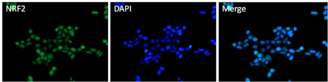 Nrf2 Antibody in Immunocytochemistry (ICC/IF)