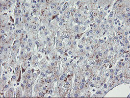 NRIP3 Antibody in Immunohistochemistry (Paraffin) (IHC (P))