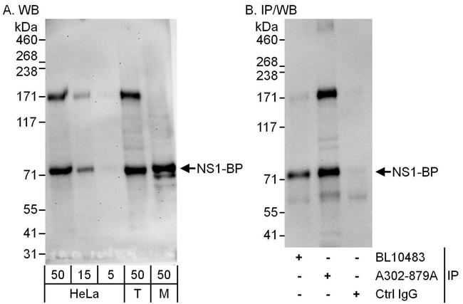 NS1-BP Antibody in Western Blot (WB)