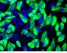 DDK Antibody in Immunocytochemistry (ICC/IF)