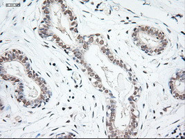 NT3 Antibody in Immunohistochemistry (Paraffin) (IHC (P))