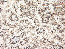 NT3 Antibody in Immunohistochemistry (Paraffin) (IHC (P))