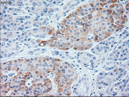 NT3 Antibody in Immunohistochemistry (Paraffin) (IHC (P))