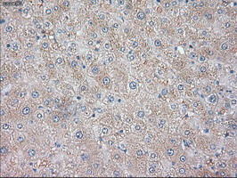 NT3 Antibody in Immunohistochemistry (Paraffin) (IHC (P))