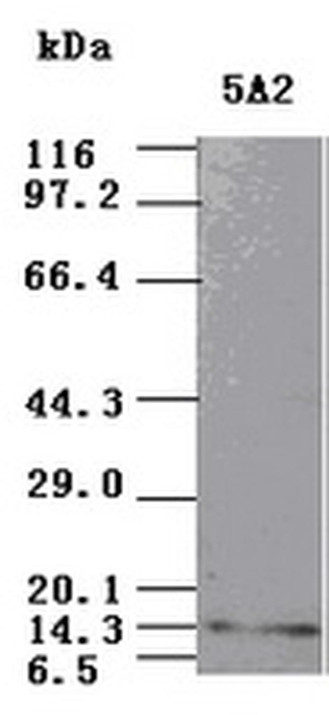 NT3 Antibody in Western Blot (WB)