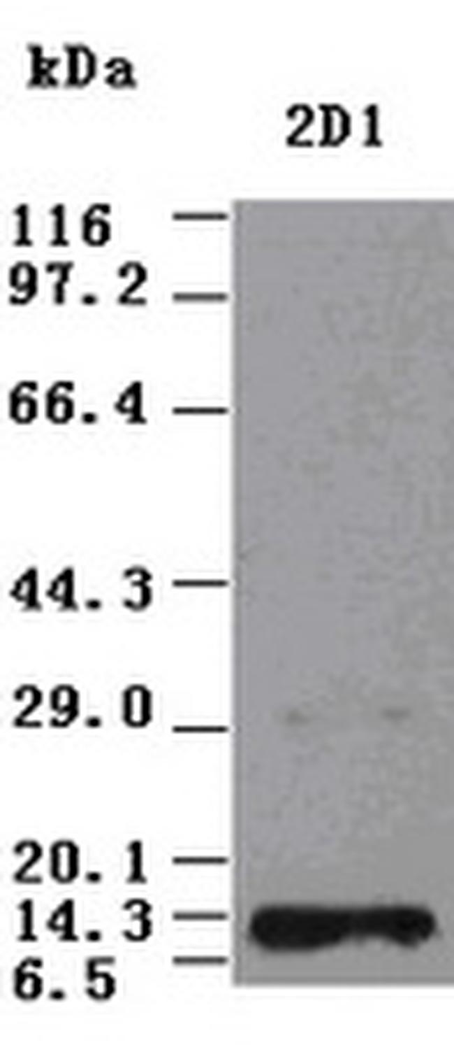 NT3 Antibody in Western Blot (WB)