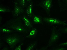 NT4 Antibody in Immunocytochemistry (ICC/IF)