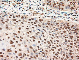 NT4 Antibody in Immunohistochemistry (Paraffin) (IHC (P))