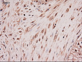 NT4 Antibody in Immunohistochemistry (Paraffin) (IHC (P))