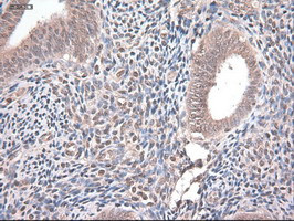 NT4 Antibody in Immunohistochemistry (Paraffin) (IHC (P))