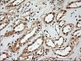 NT4 Antibody in Immunohistochemistry (Paraffin) (IHC (P))