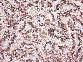 NT4 Antibody in Immunohistochemistry (Paraffin) (IHC (P))