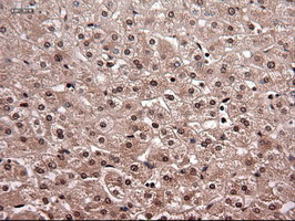 NT4 Antibody in Immunohistochemistry (Paraffin) (IHC (P))