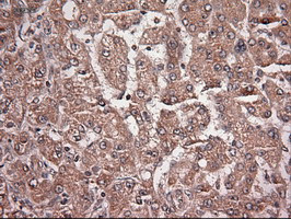 NT4 Antibody in Immunohistochemistry (Paraffin) (IHC (P))