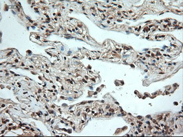 NT4 Antibody in Immunohistochemistry (Paraffin) (IHC (P))