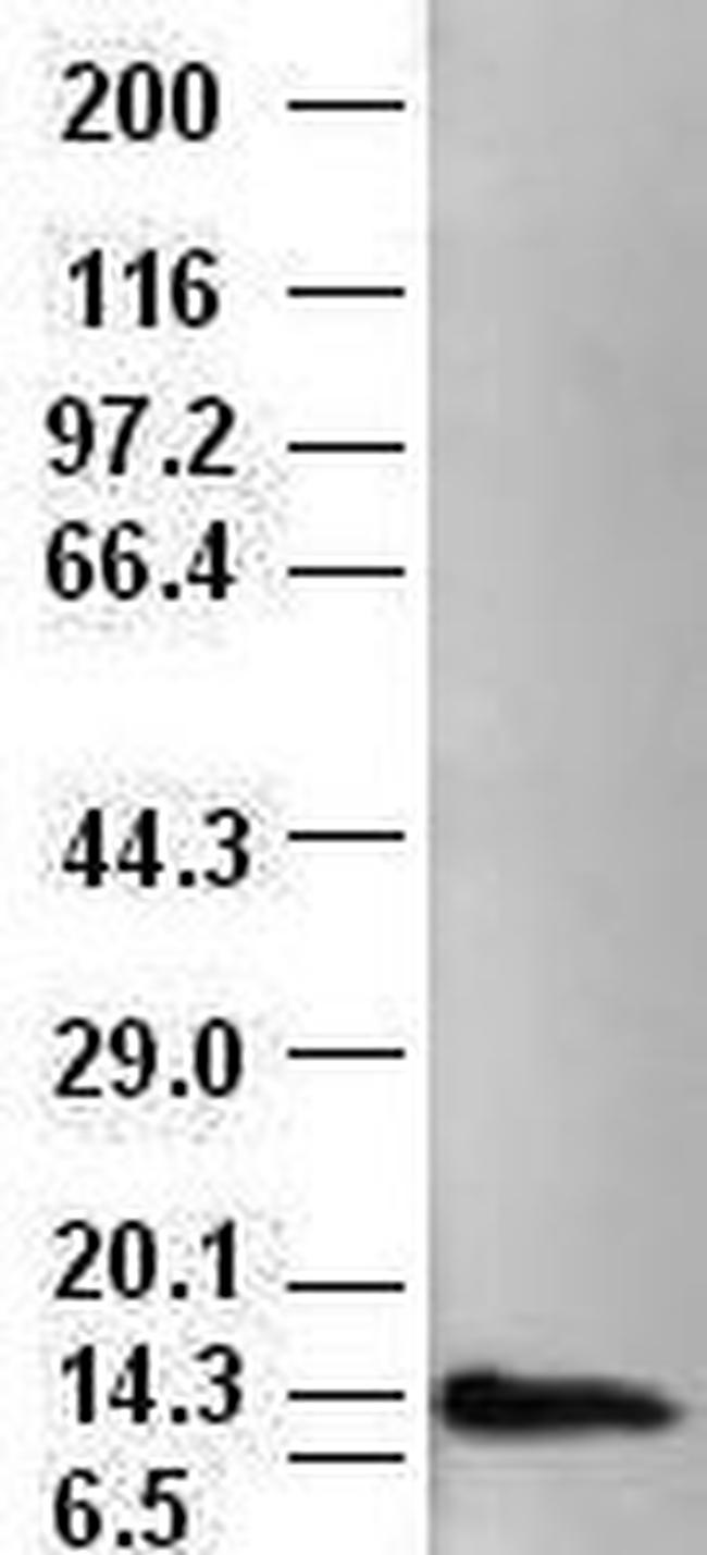 NT4 Antibody in Western Blot (WB)