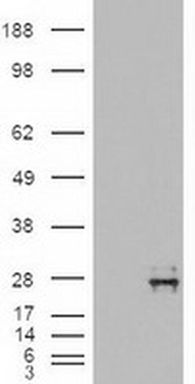 NT4 Antibody in Western Blot (WB)