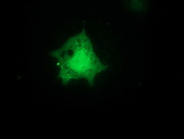 NT5DC1 Antibody in Immunocytochemistry (ICC/IF)