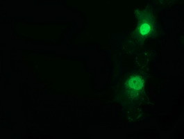 NT5DC1 Antibody in Immunocytochemistry (ICC/IF)