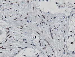 NT5DC1 Antibody in Immunohistochemistry (Paraffin) (IHC (P))